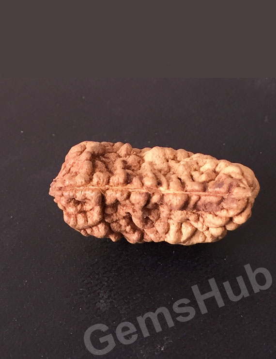 1 Face/Mukhi Certified Rudraksha Size- 30mm